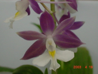 平成15年えびね銘花展